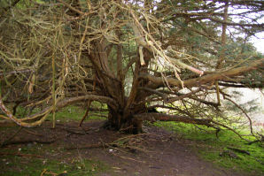 Tree near Box Hill