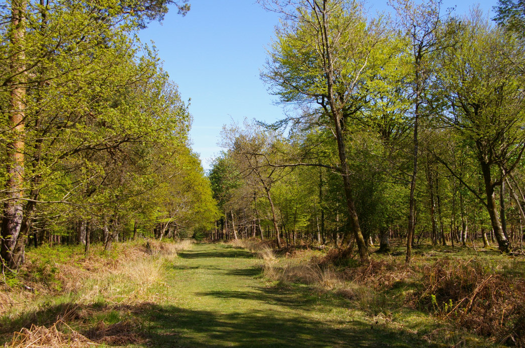 Nice Forest