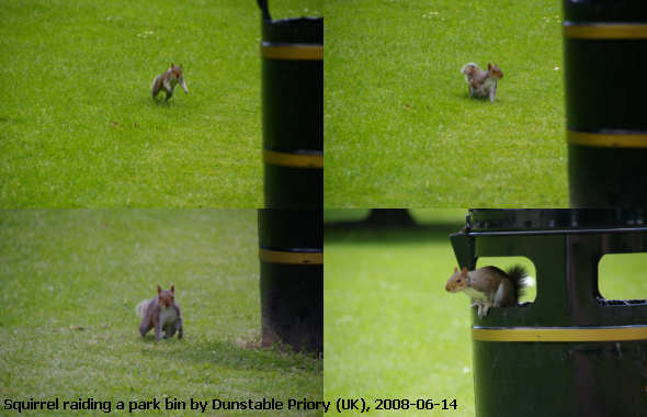 Grey squirrel